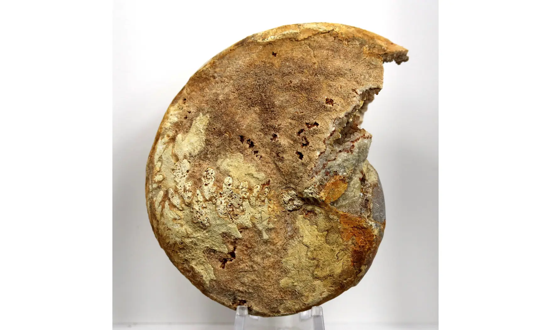 Phylloceras heterophyllum