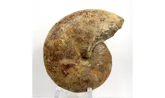 Phylloceras heterophyllum