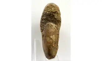 Phylloceras heterophyllum
