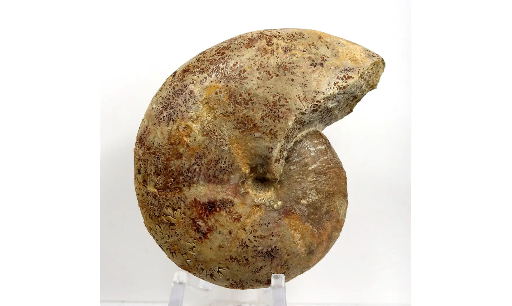 Phylloceras heterophyllum