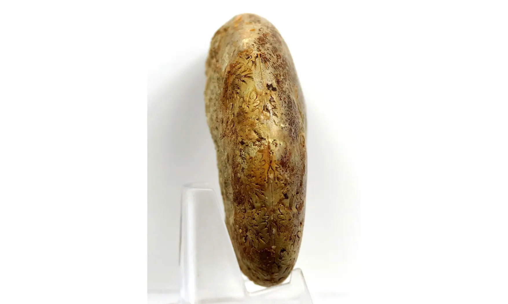 Phylloceras heterophyllum