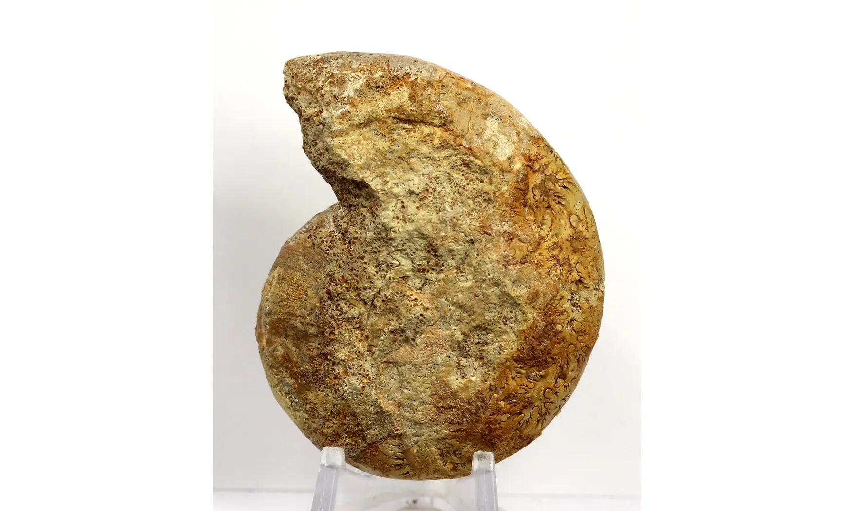 Phylloceras heterophyllum