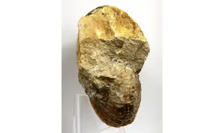 Macrocephalites verus