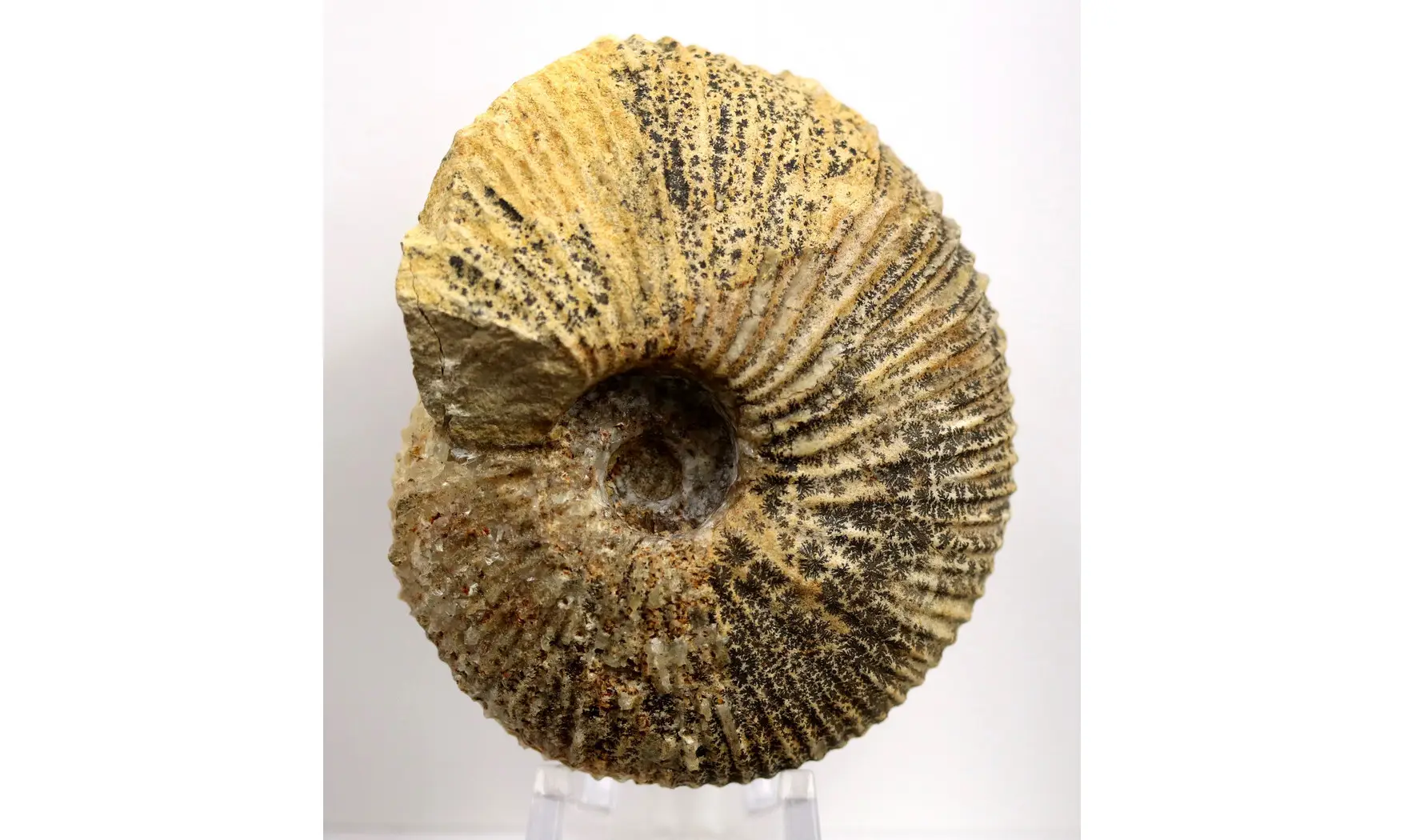 Macrocephalites verus