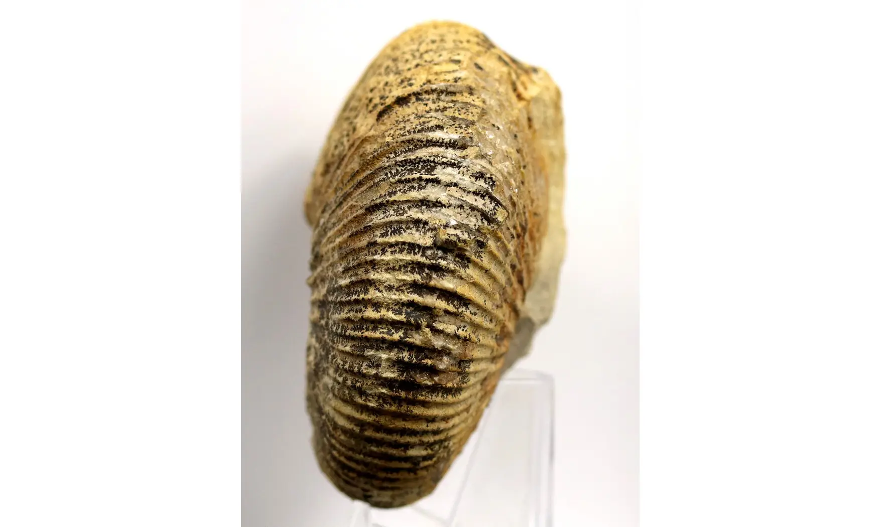 Macrocephalites verus