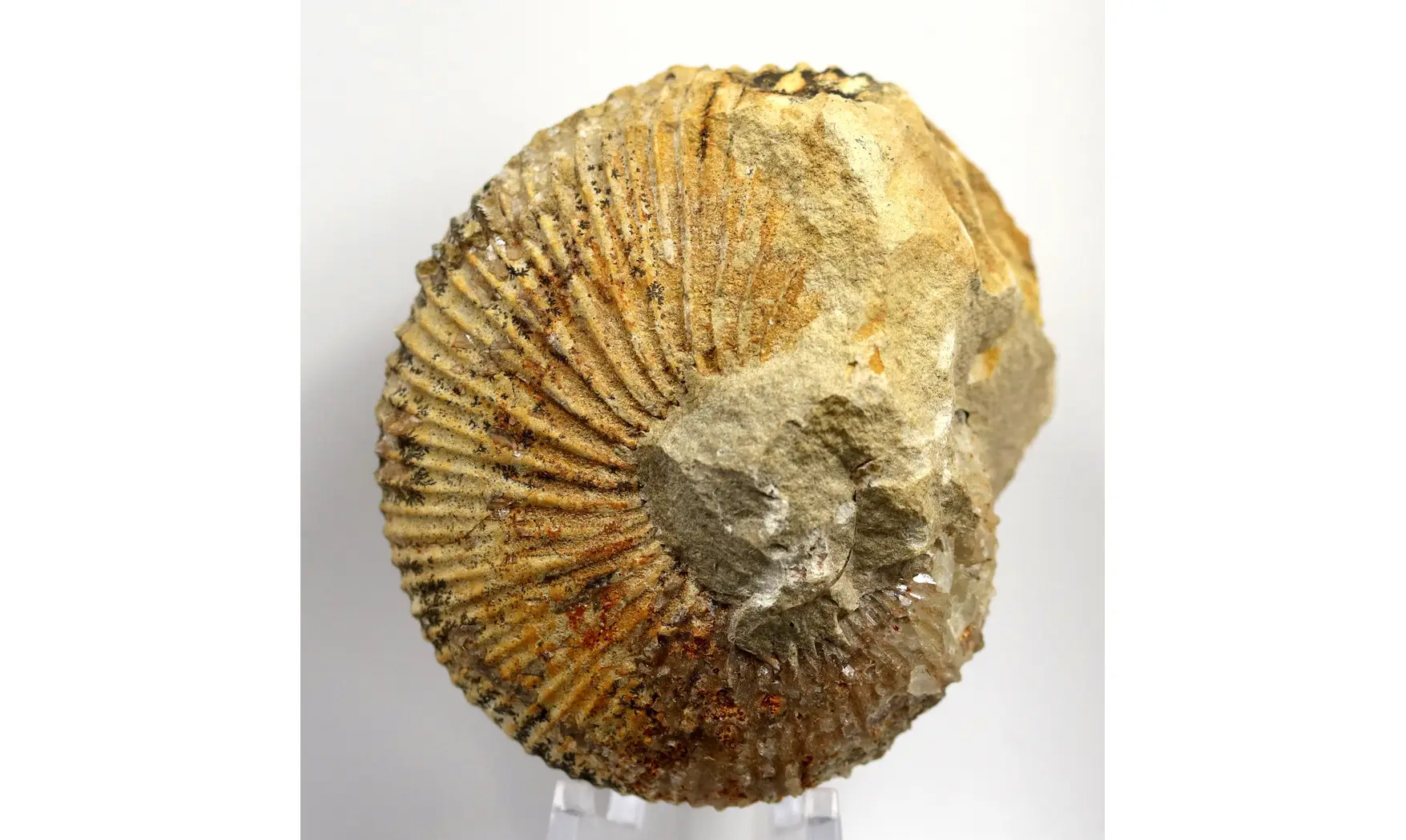 Macrocephalites verus