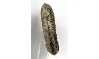 Denckmannia malagma