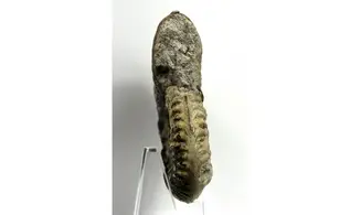 Denckmannia malagma