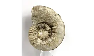 Denckmannia malagma