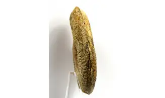 Pseudogrammoceras Fallaciosum