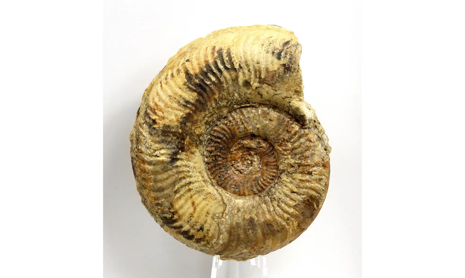 Pseudogrammoceras Fallaciosum