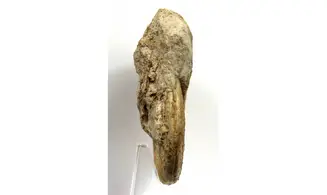 Harpoceras falciferum