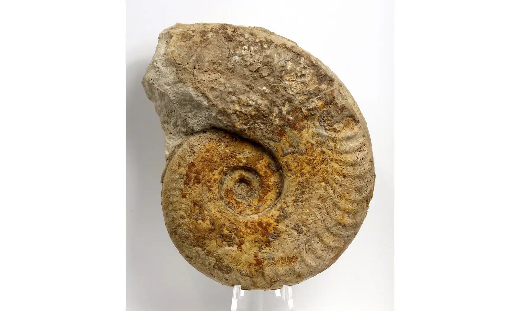 Harpoceras falciferum