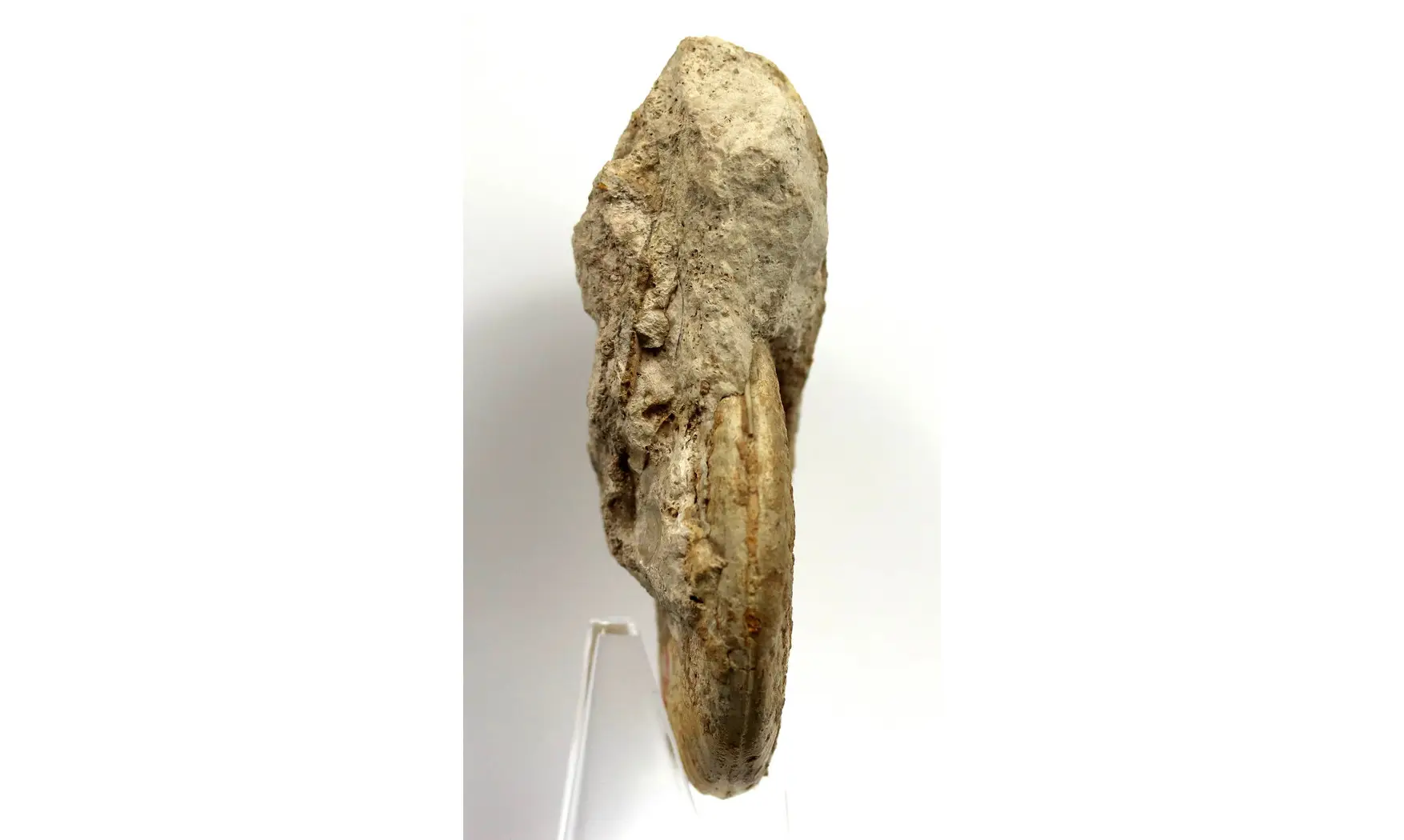 Harpoceras falciferum