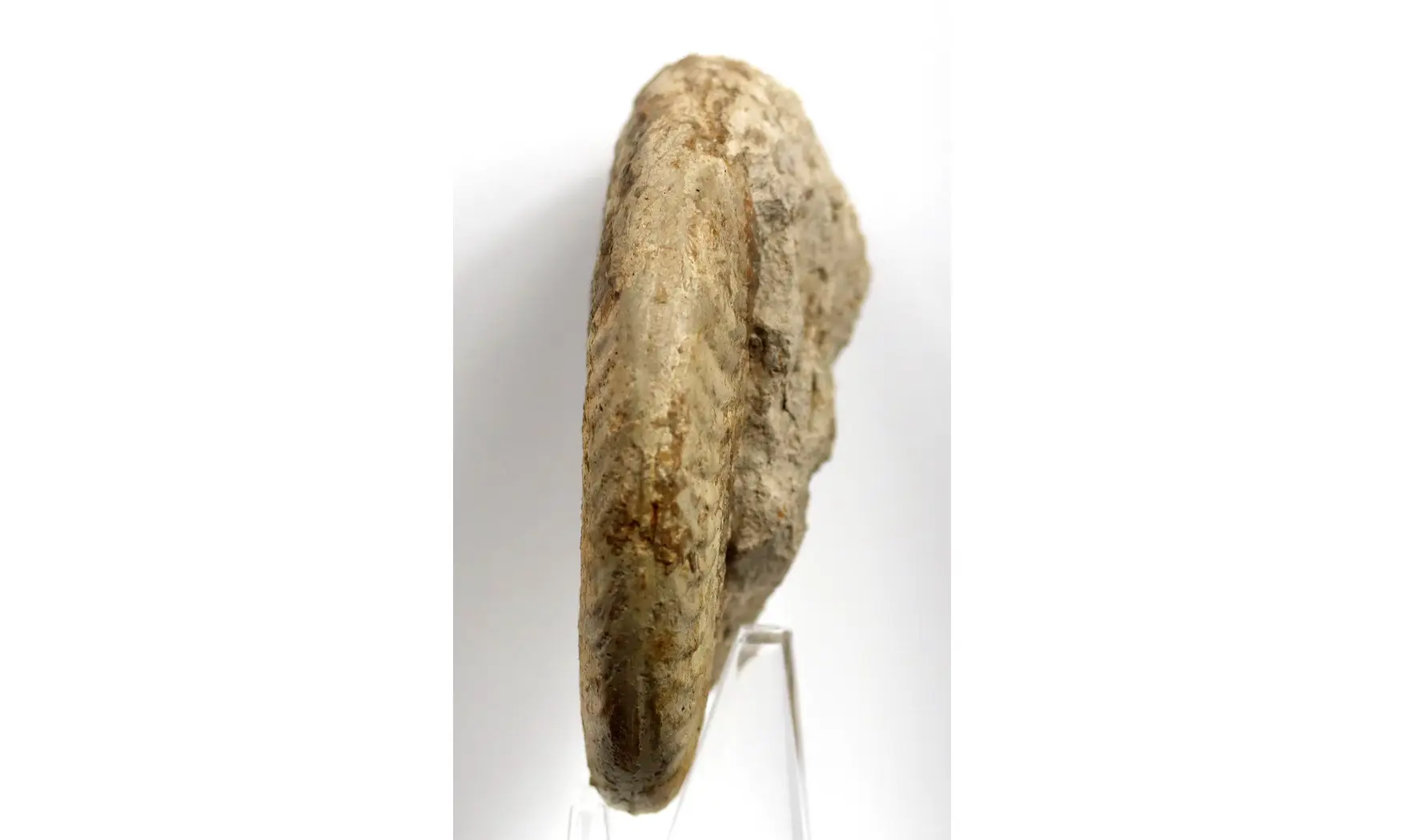 Harpoceras falciferum