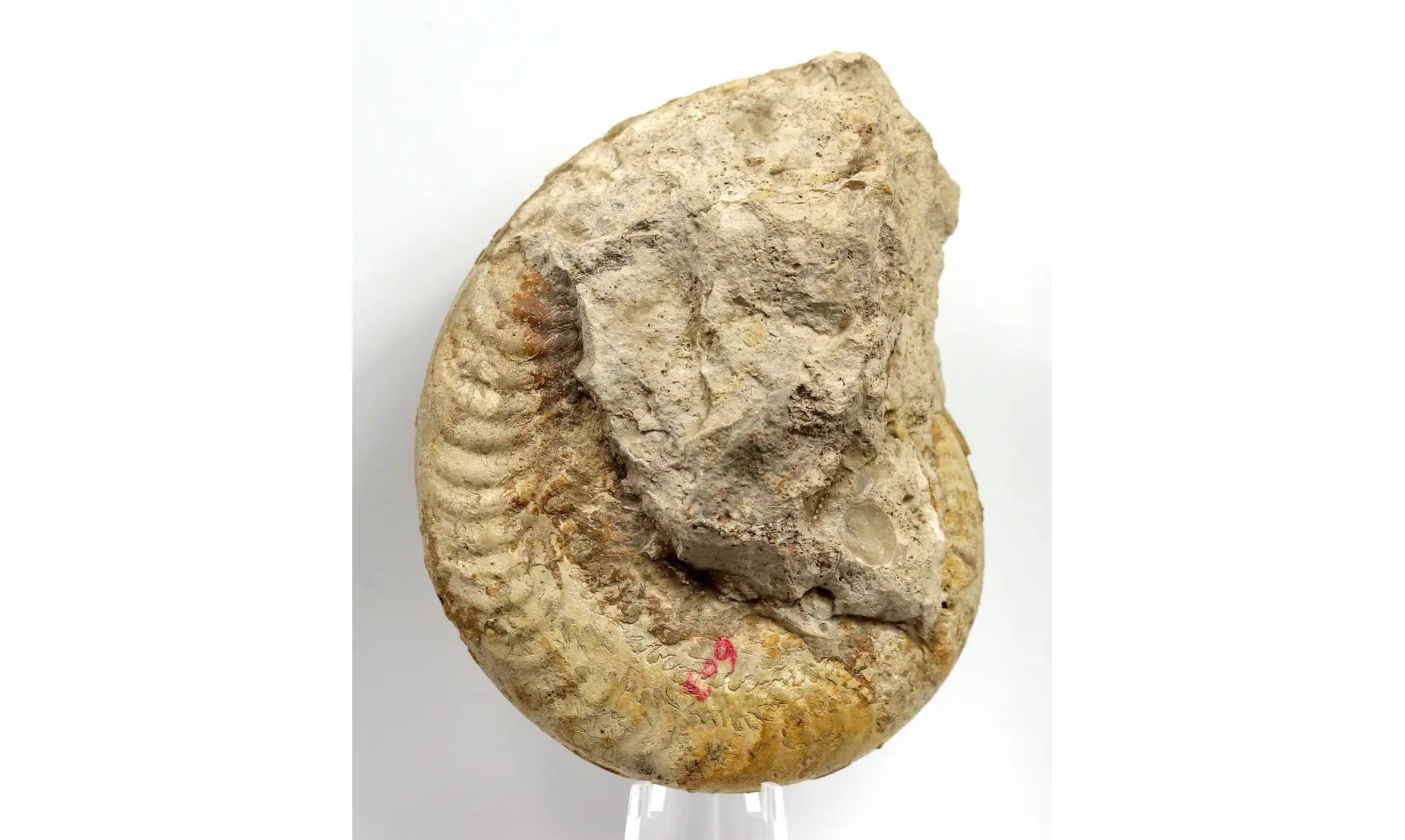 Harpoceras falciferum