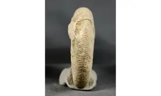 Subdiscosphinctes kreutzi