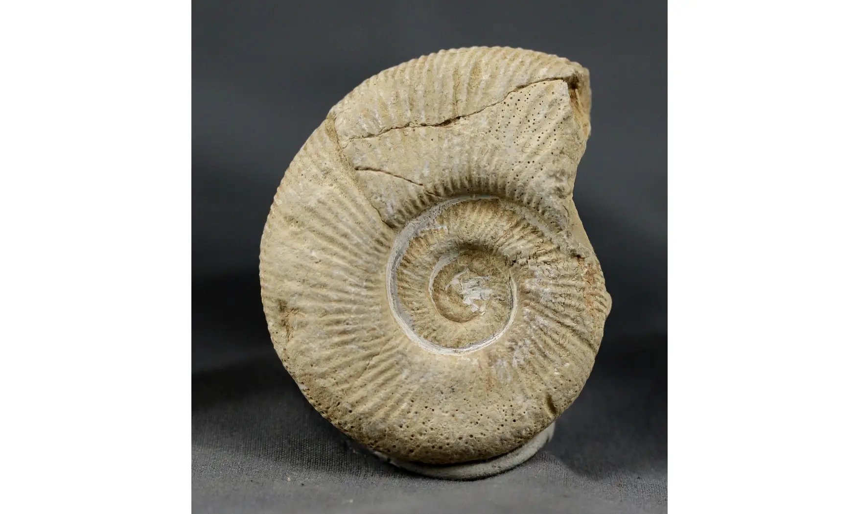 Subdiscosphinctes kreutzi
