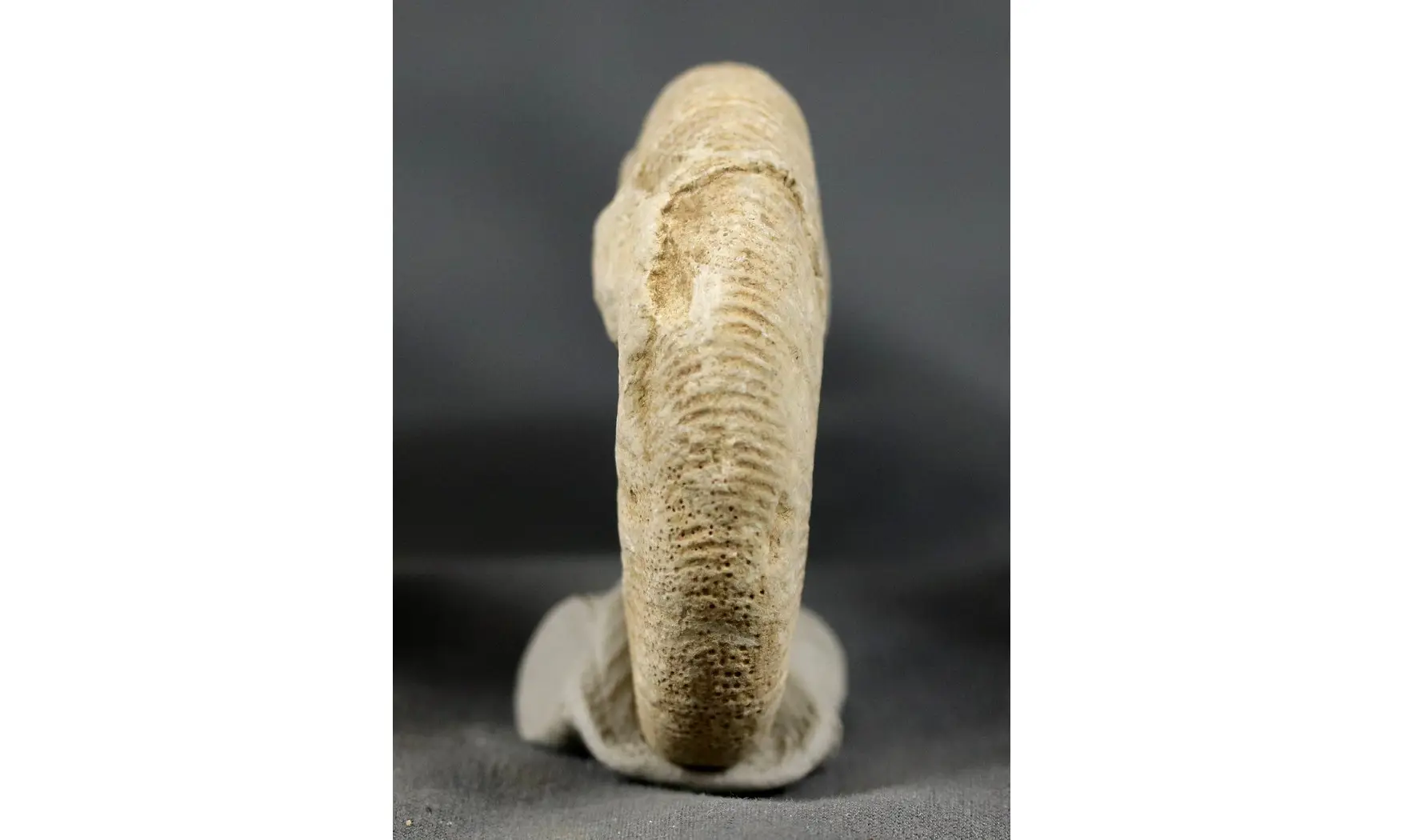 Subdiscosphinctes kreutzi