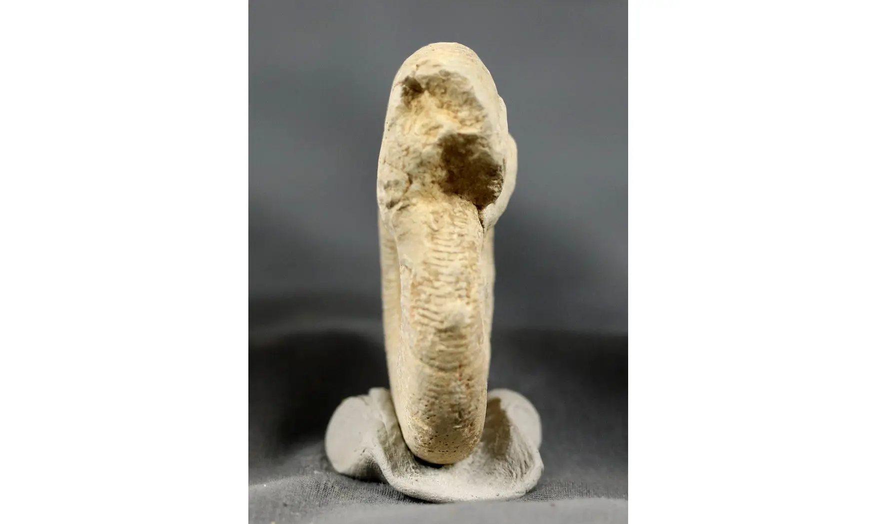 Subdiscosphinctes kreutzi