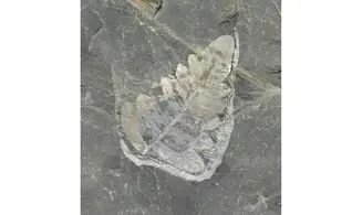 Reticulopsis münsteri