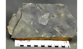 Reticulopsis münsteri