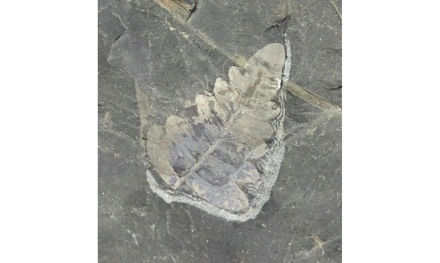 Reticulopsis münsteri