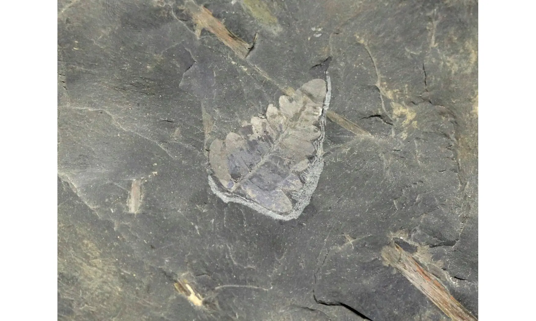 Reticulopsis münsteri