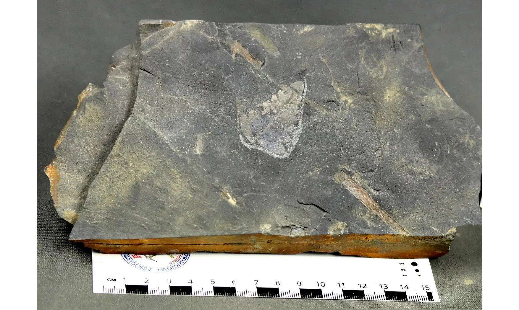 Reticulopsis münsteri