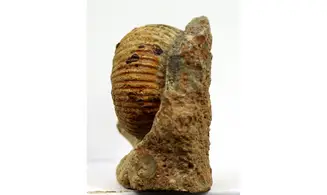 Otoites contractus