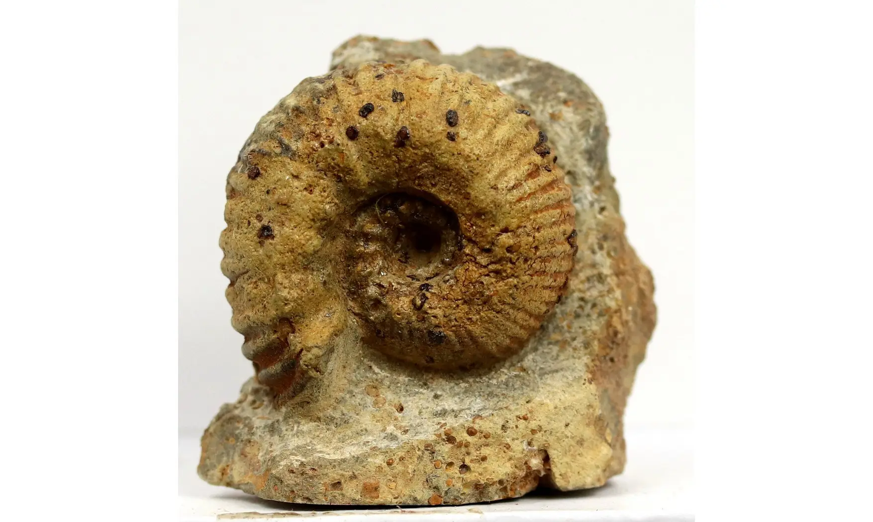 Otoites contractus
