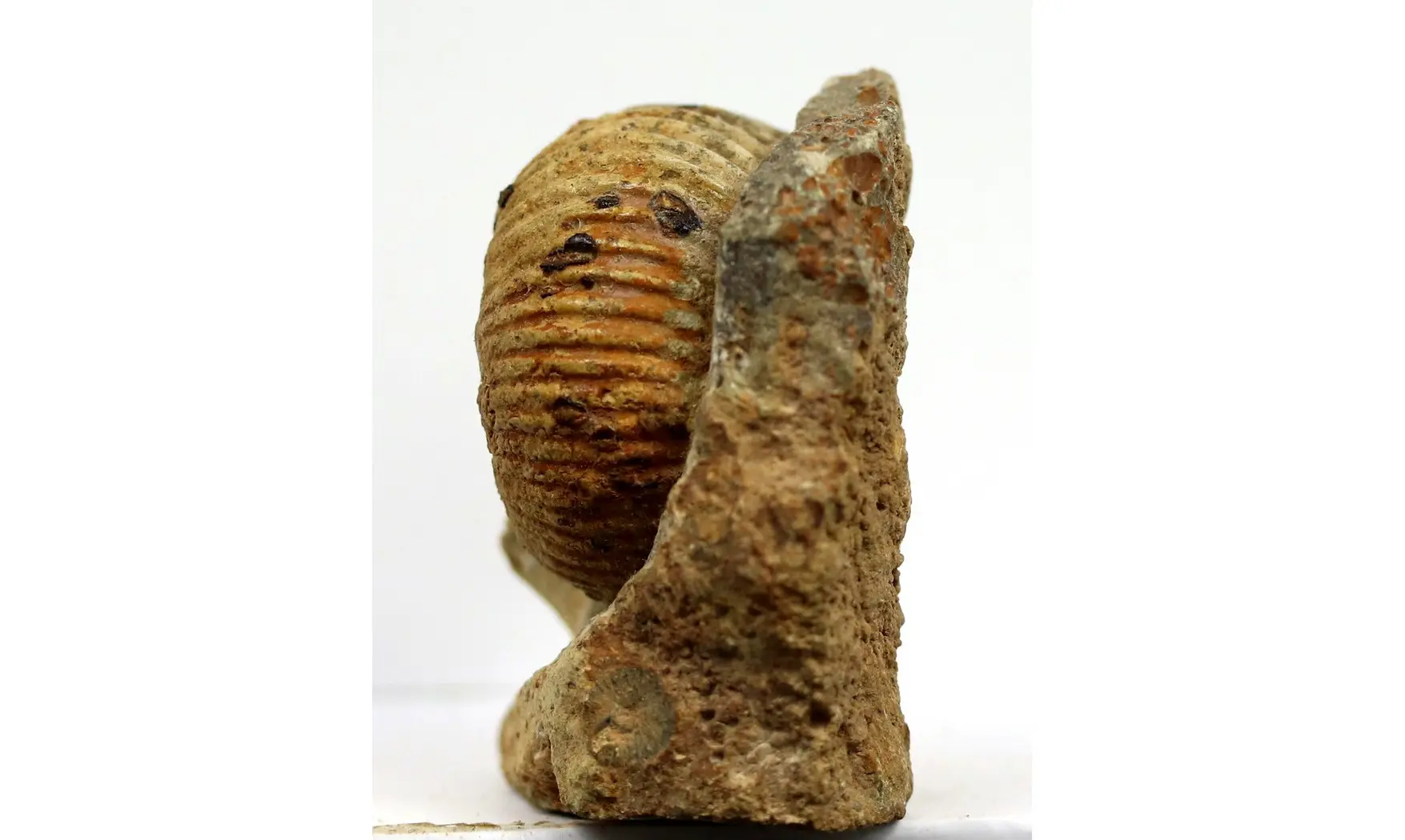 Otoites contractus