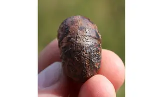 Prionoceras sp.