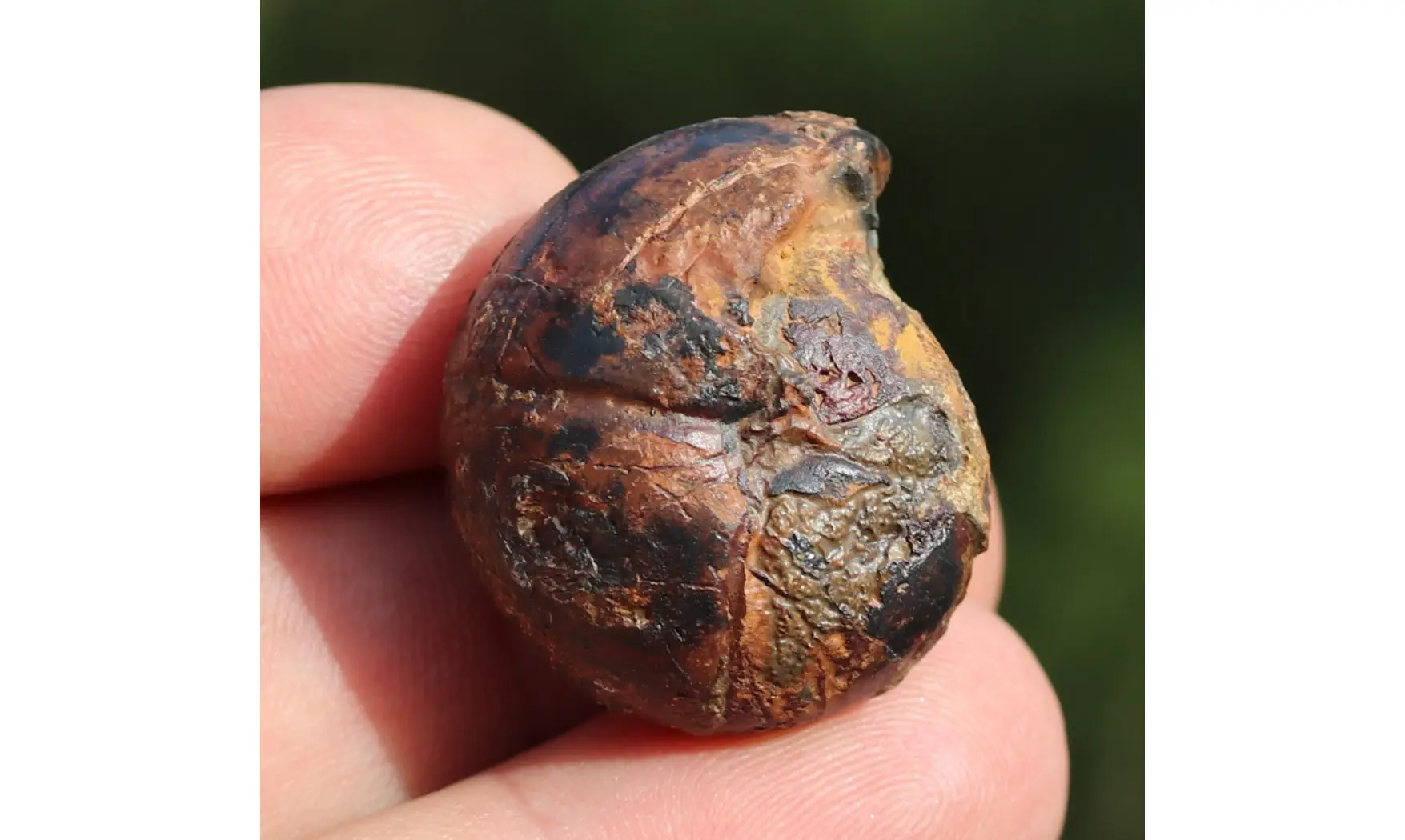 Prionoceras sp.
