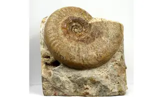 Witchellia romanoides