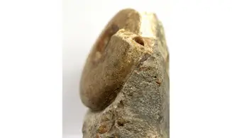 Witchellia romanoides