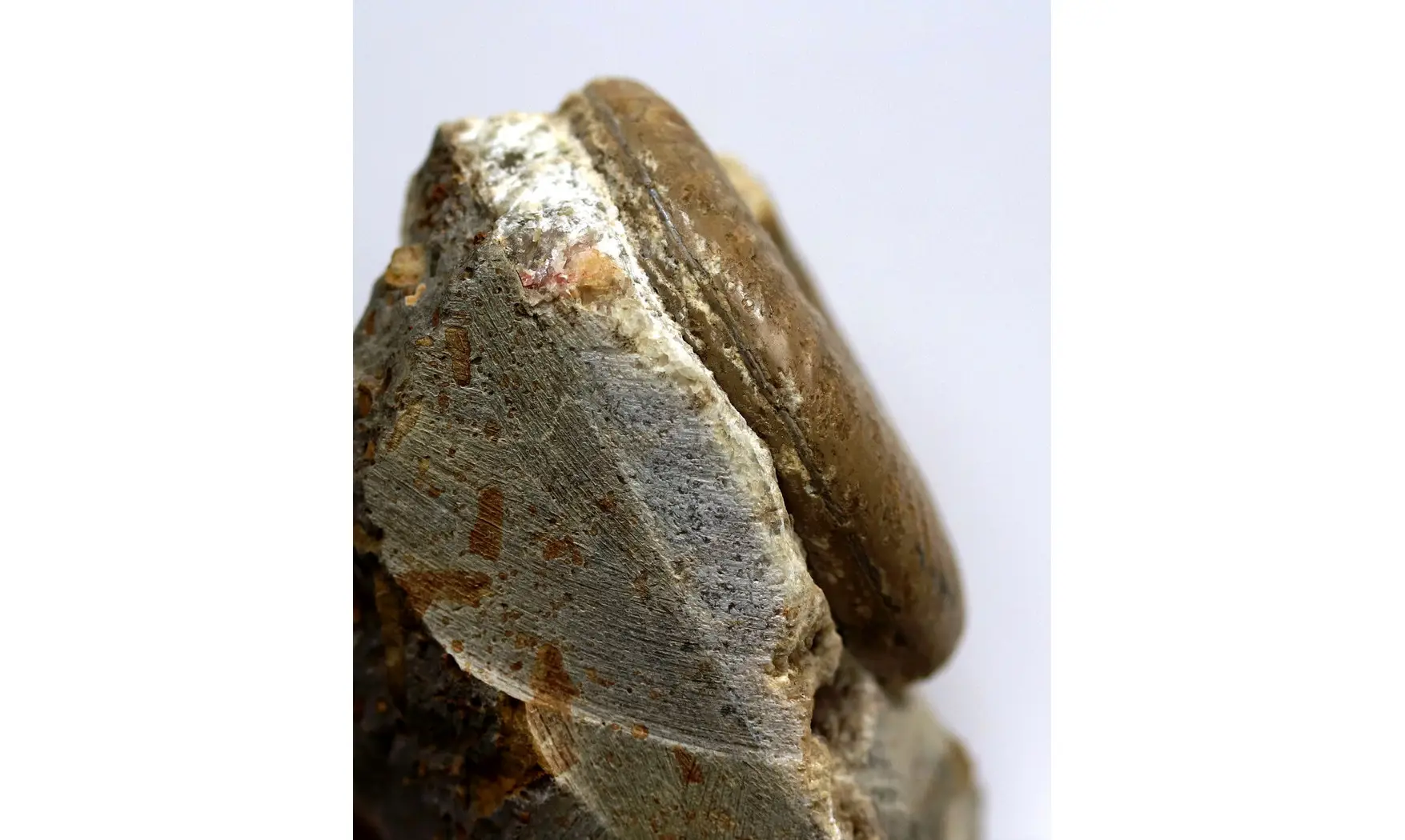 Witchellia romanoides