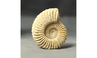 Schlotheimia Angulata