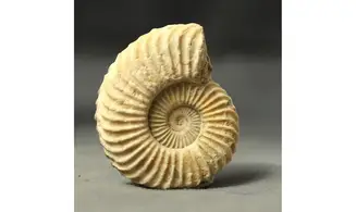 Schlotheimia Angulata