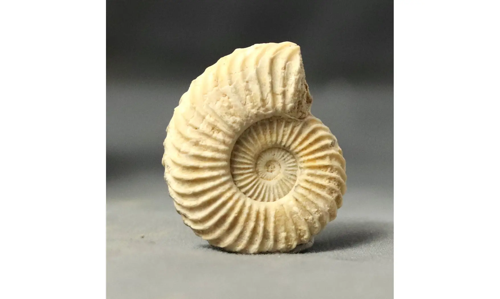 Schlotheimia Angulata