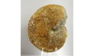 Oxycerites gr tilli