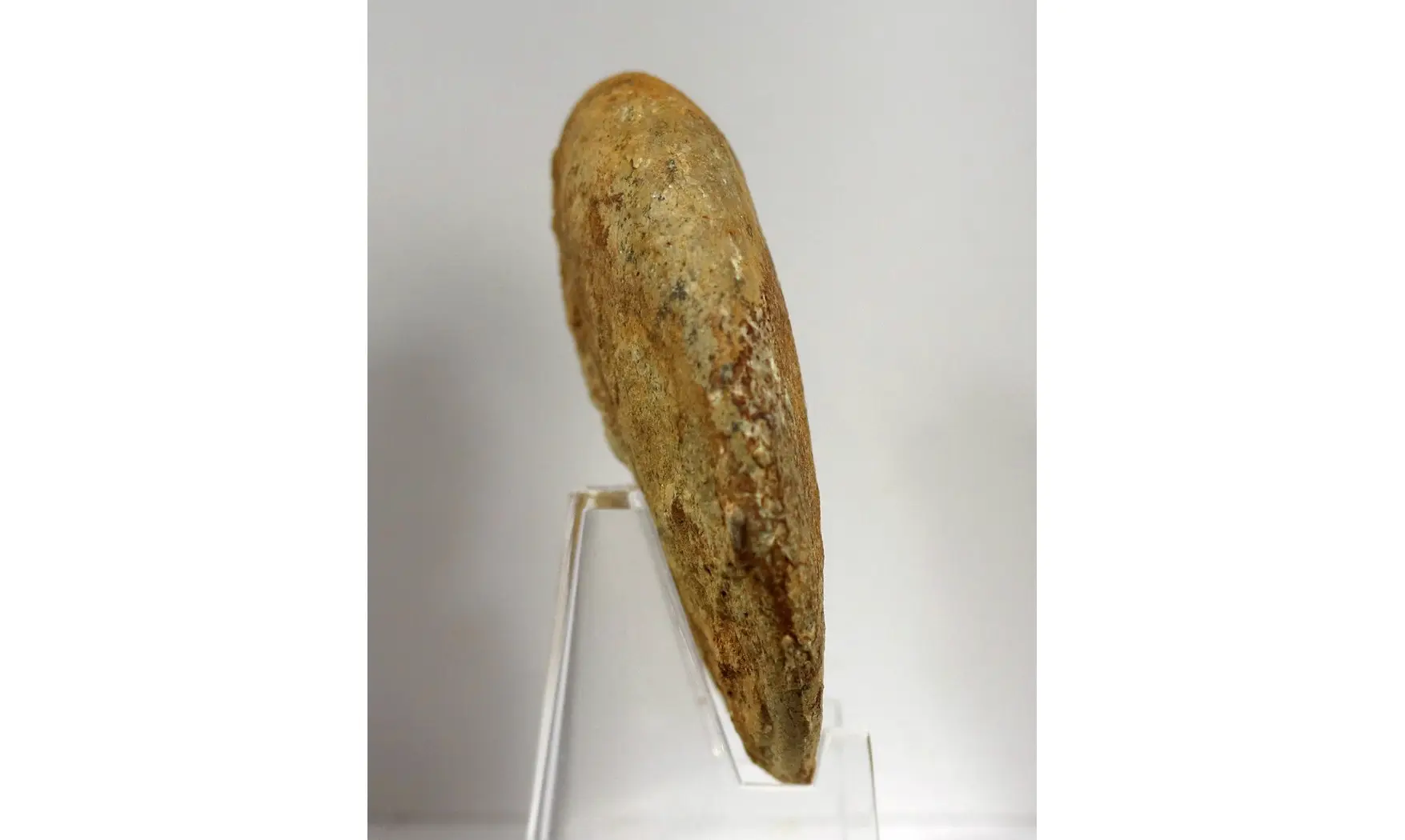 Oxycerites gr tilli