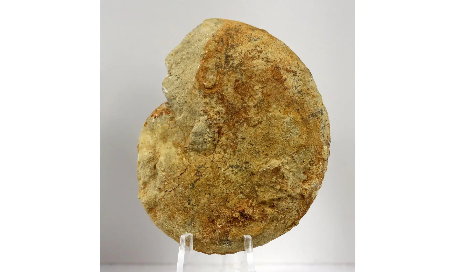 Oxycerites gr tilli