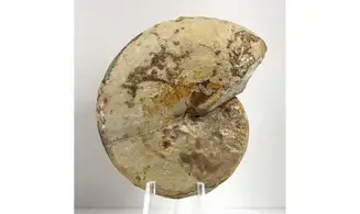 Oxycerites gr tilli