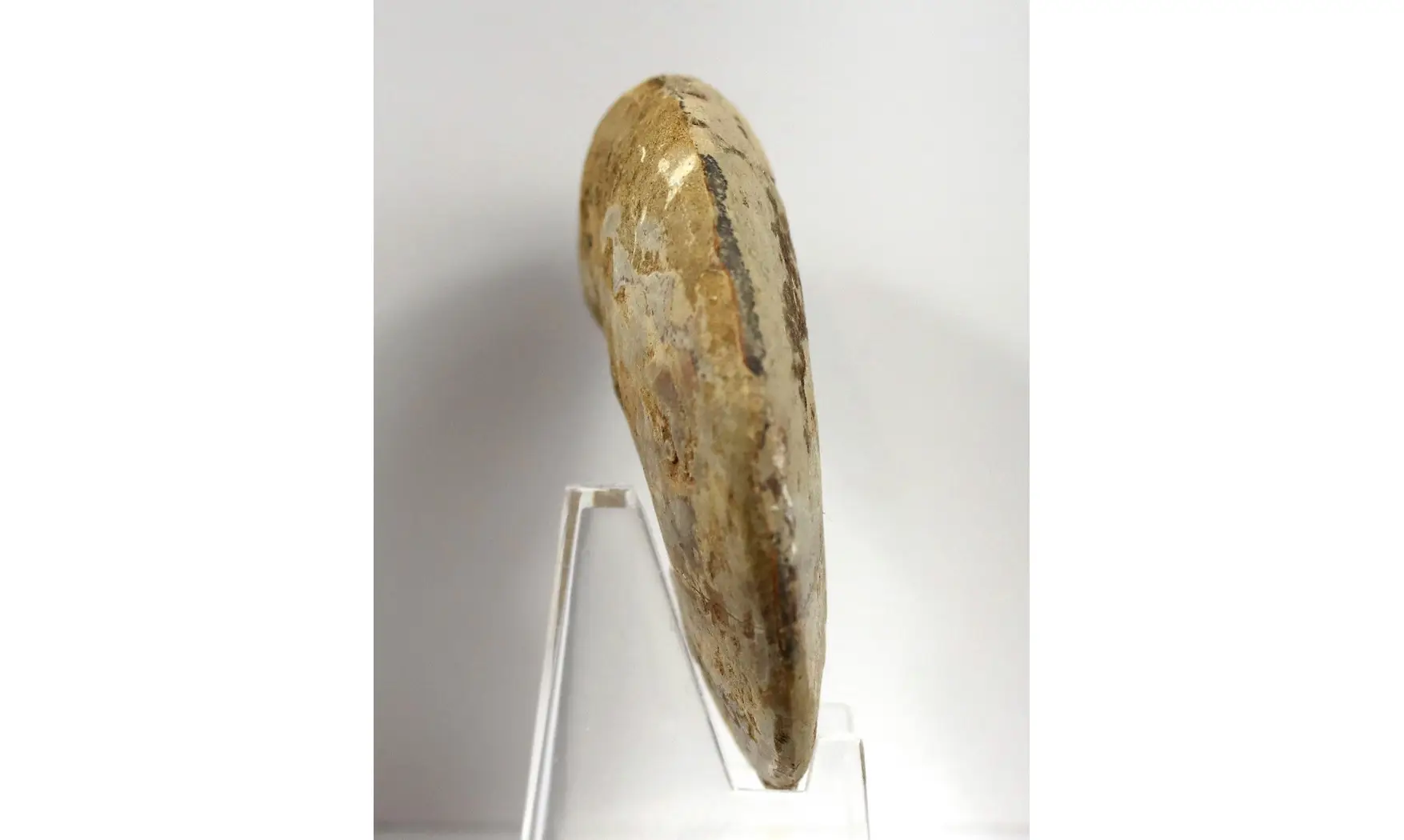 Oxycerites gr tilli