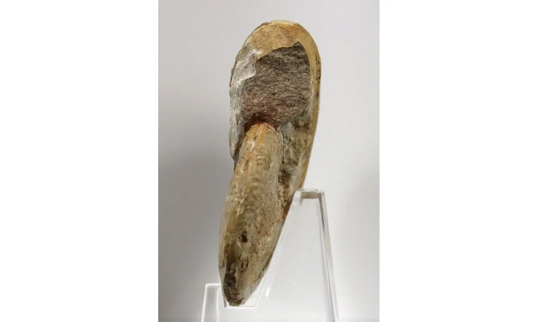 Oxycerites gr tilli