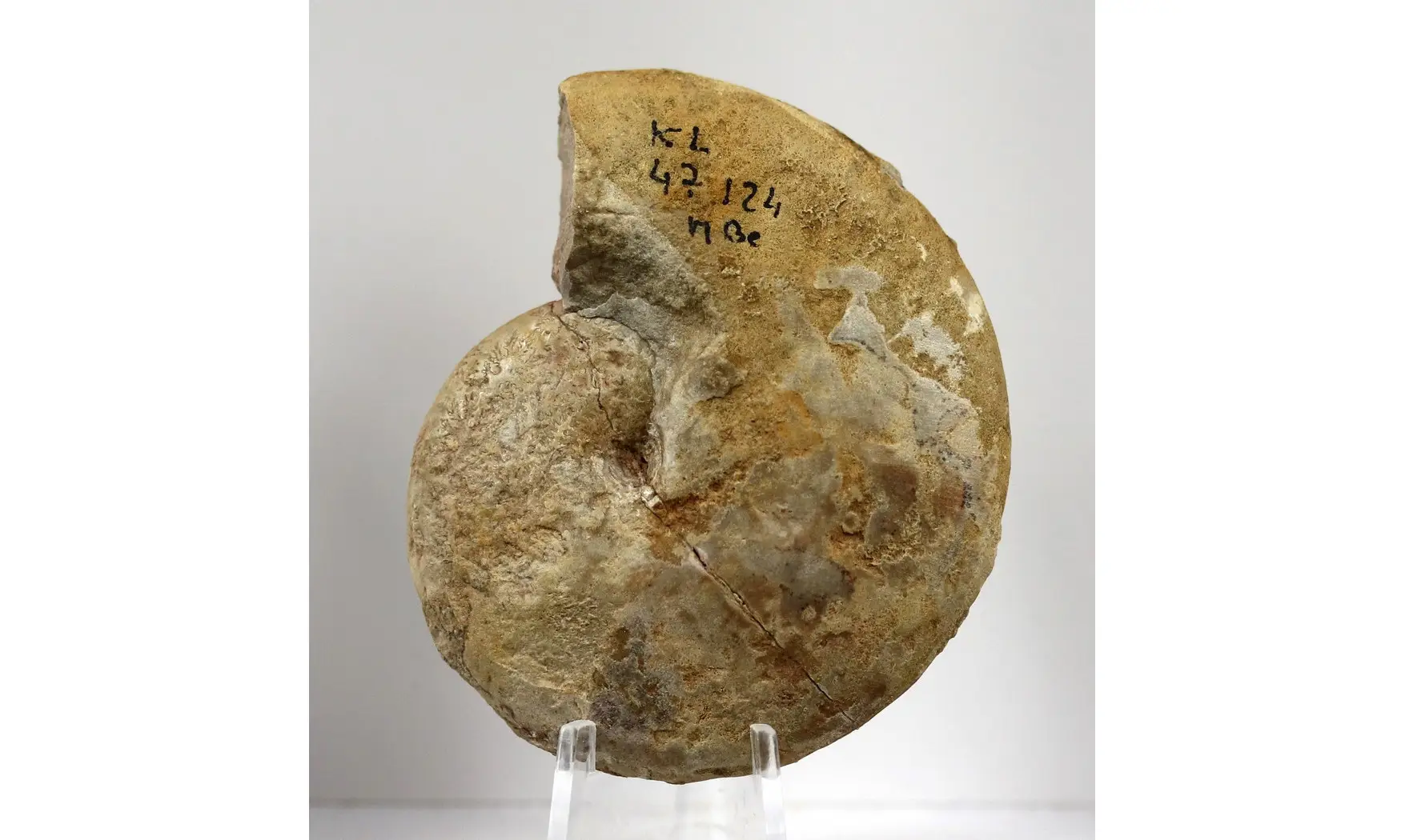 Oxycerites gr tilli