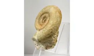 Subgrossouvria famulum