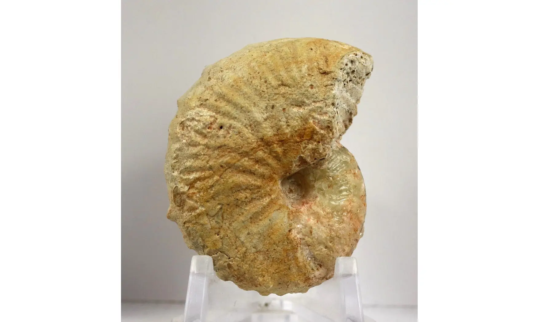 Taramelliceras taurimontanum