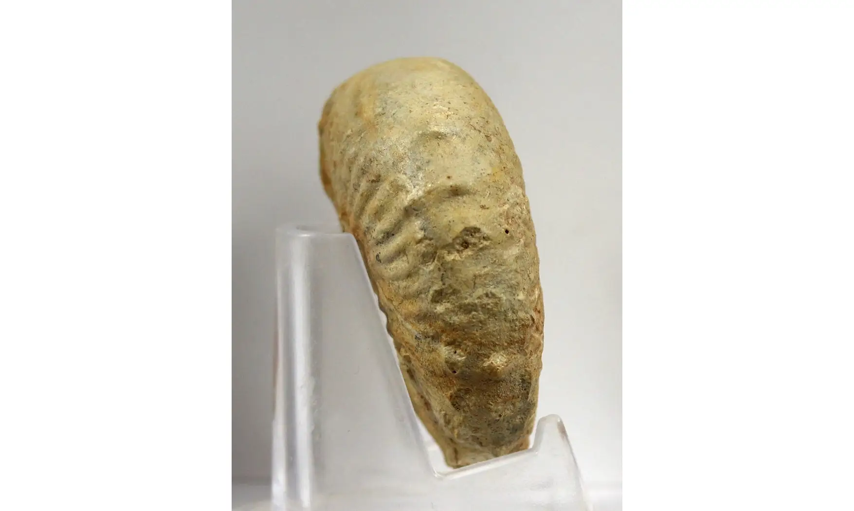 Taramelliceras taurimontanum